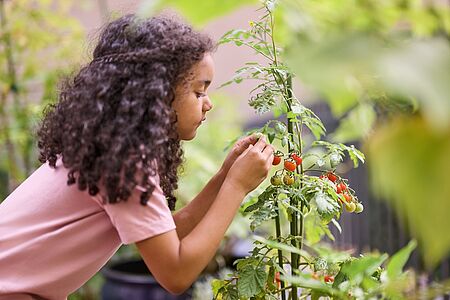 Symbolbild Kräuterwanderung Kind erntet reife Cherrytomaten an einer Tomatenpflanze im Garten und entdeckt Natur und Ernährung spielerisch.